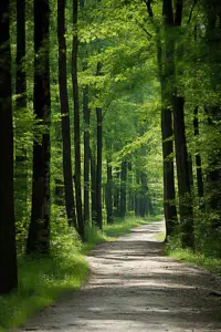 Ruhiger Waldweg mit sanftem Licht – Symbol für innere Ruhe und Wege aus der Angst
